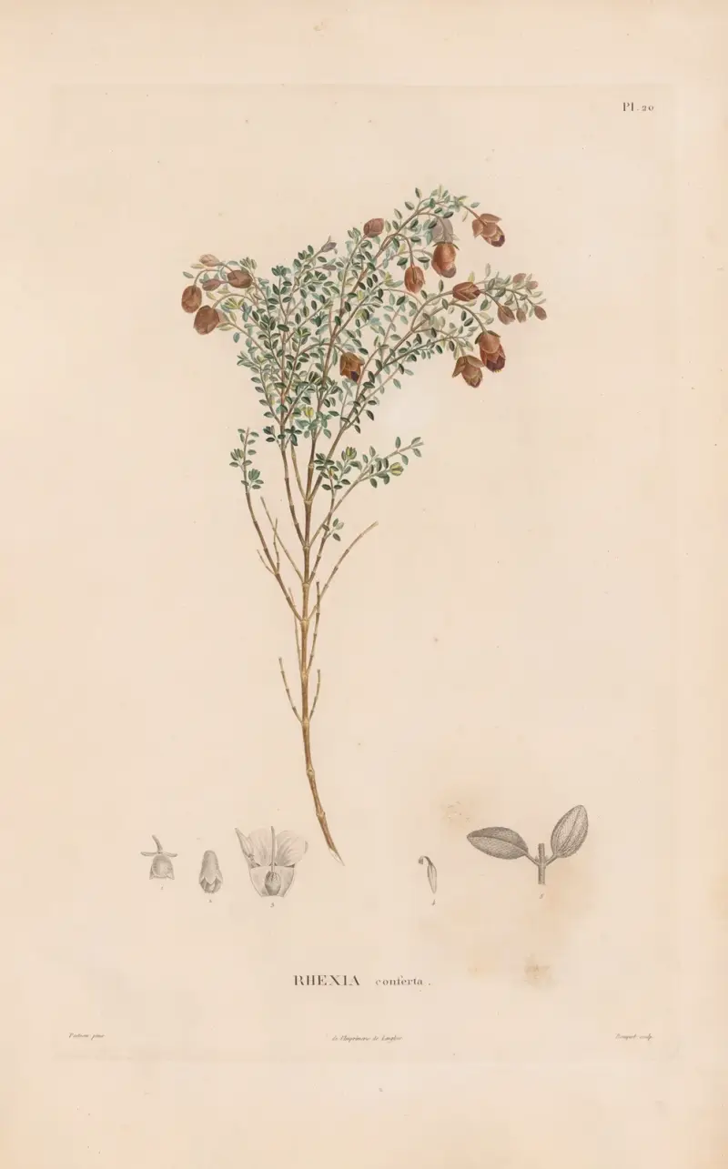 Botanique Pl.18 av Alexander von Humboldt