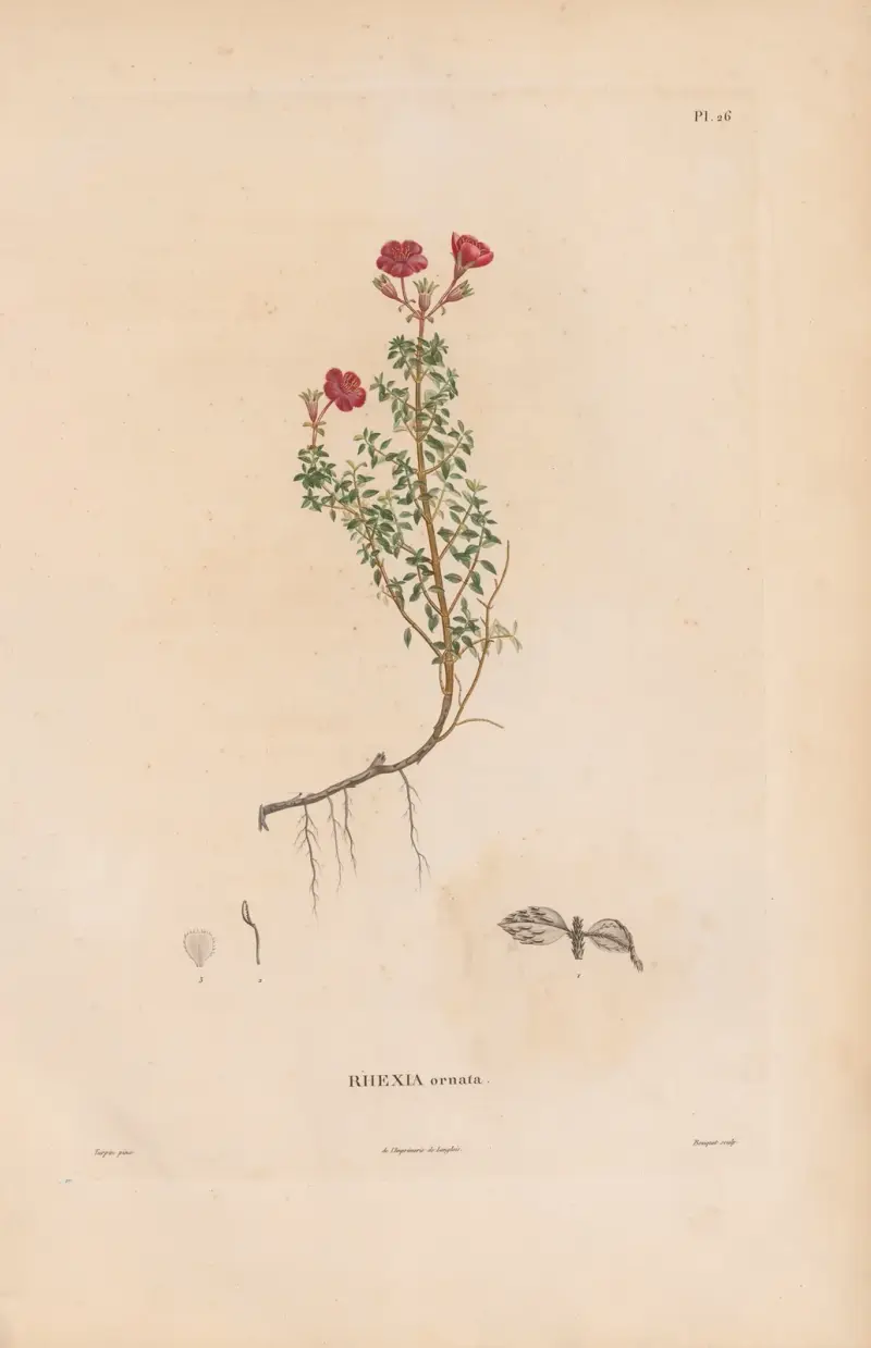 Botanique Pl.20 av Alexander von Humboldt