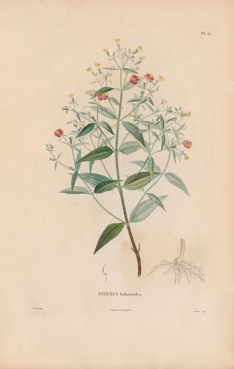 Botanique Pl.21 av Alexander von Humboldt