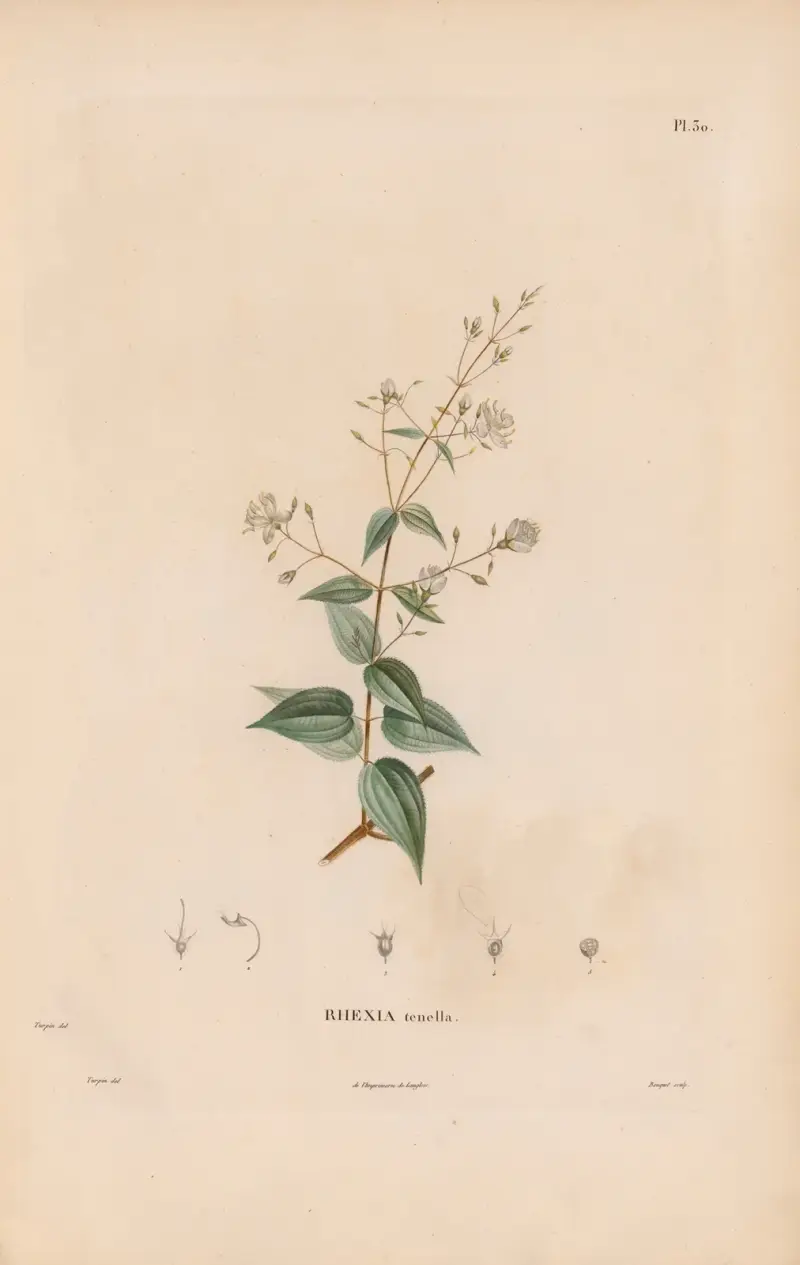 Botanik Taf. 24 von Alexander von Humboldt