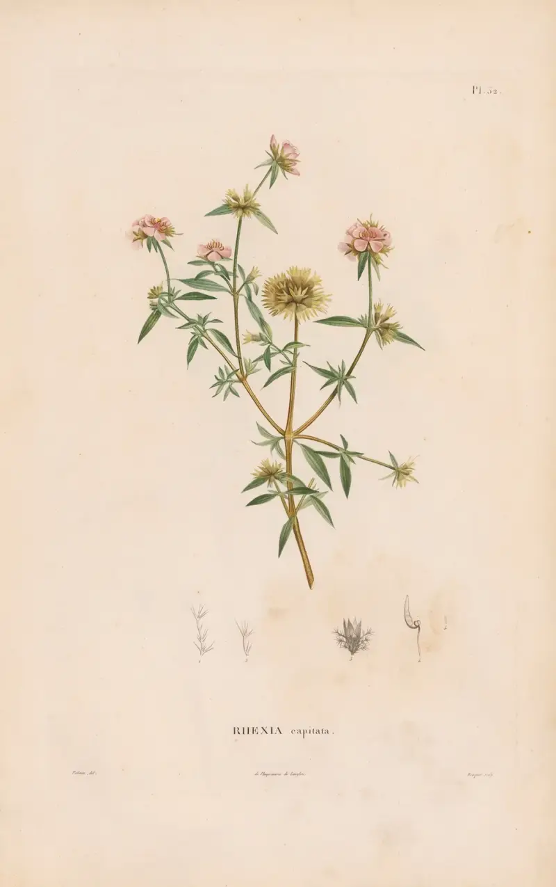 Botanique Pl.26 av Alexander von Humboldt