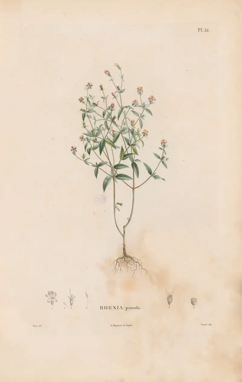 Botanique Pl.29 av Alexander von Humboldt