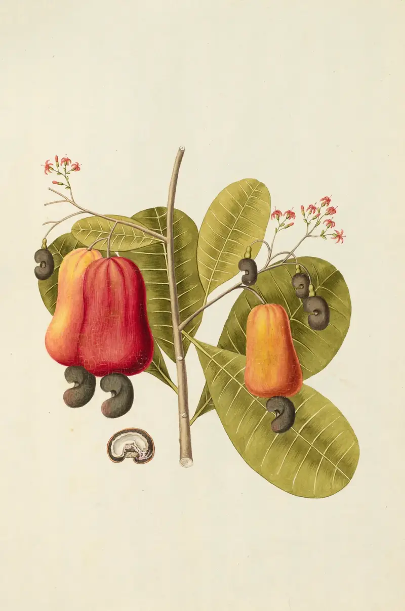 Selectarum stirpium Americanarum historia, plansch 121 av Nikolaus Joseph Freiherr von Jacquin