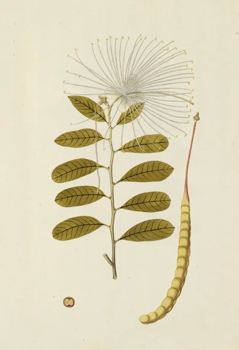 Selectarum stirpium Americanarum historia, plansch 145 av Nikolaus Joseph Freiherr von Jacquin