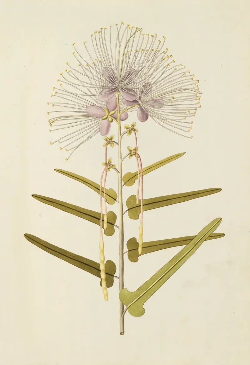 Selectarum stirpium Americanarum historia, plansch 147 av Nikolaus Joseph Freiherr von Jacquin