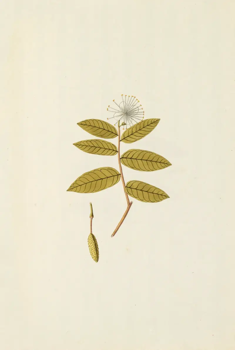 Selectarum stirpium Americanarum historia, plansch 148 av Nikolaus Joseph Freiherr von Jacquin