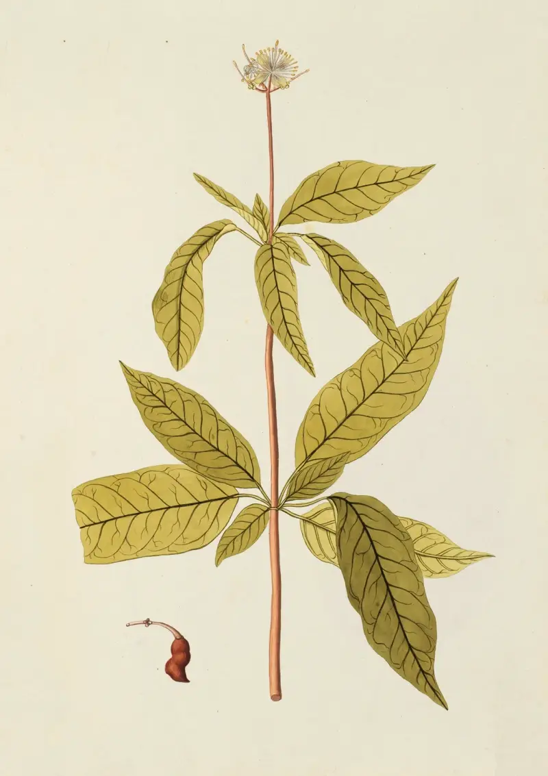 Selectarum stirpium Americanarum historia Pl.153 av Nikolaus Joseph Freiherr von Jacquin
