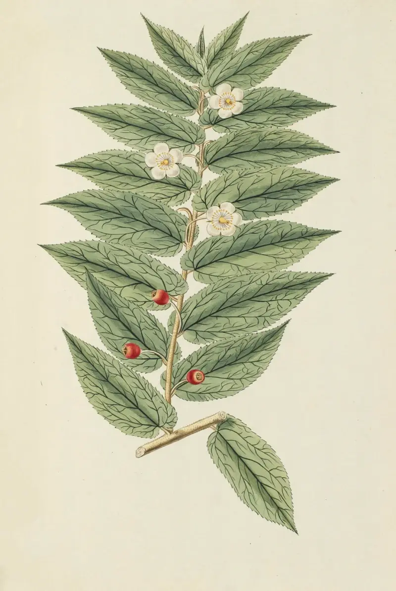 Selectarum stirpium Americanarum historia, plansch 158 av Nikolaus Joseph Freiherr von Jacquin