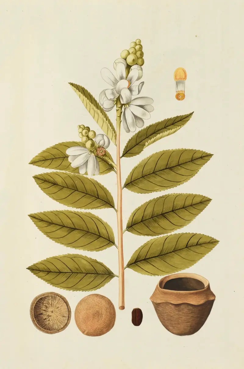 Selectarum stirpium Americanarum historia, plansch 160 av Nikolaus Joseph Freiherr von Jacquin