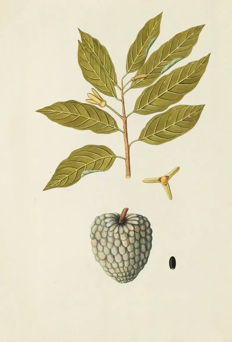 Selectarum stirpium Americanarum historia Pl.162 av Nikolaus Joseph Freiherr von Jacquin