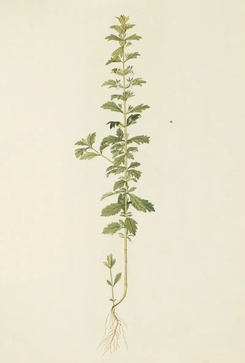 Selectarum stirpium Americanarum historia, plansch 164 av Nikolaus Joseph Freiherr von Jacquin