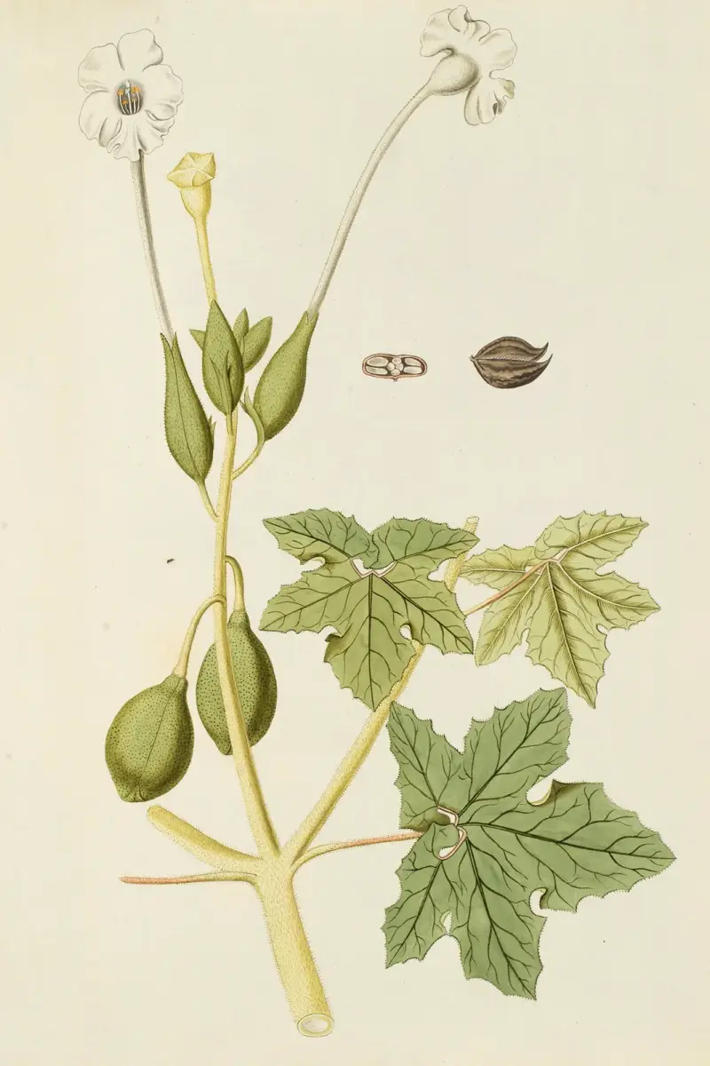 Selectarum stirpium Americanarum historia Pl.166 av Nikolaus Joseph Freiherr von Jacquin