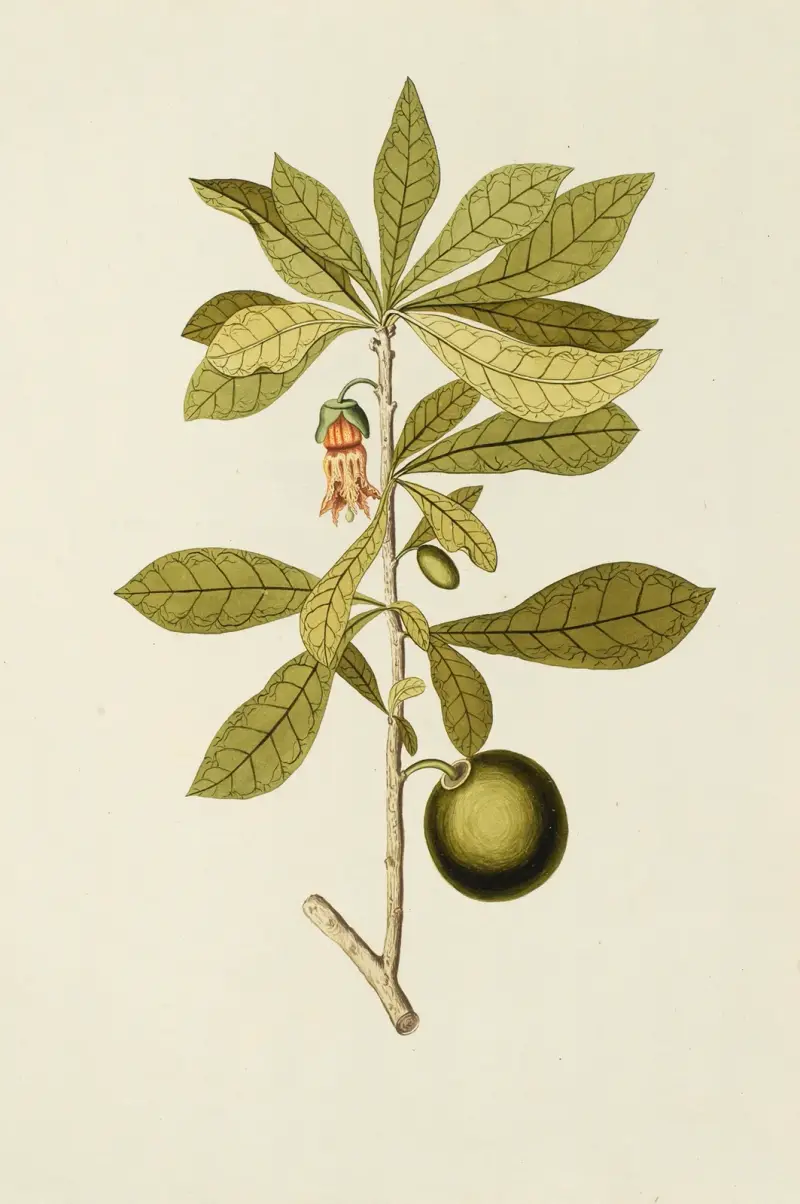 Selectarum stirpium Americanarum historia Taf. 167 von Nikolaus Joseph Freiherr von Jacquin