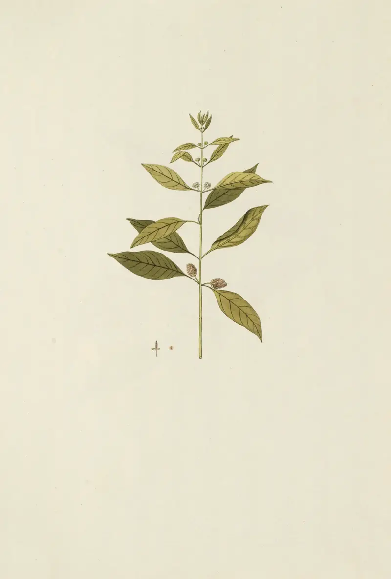 Selectarum stirpium Americanarum historia, plansch 168 av Nikolaus Joseph Freiherr von Jacquin
