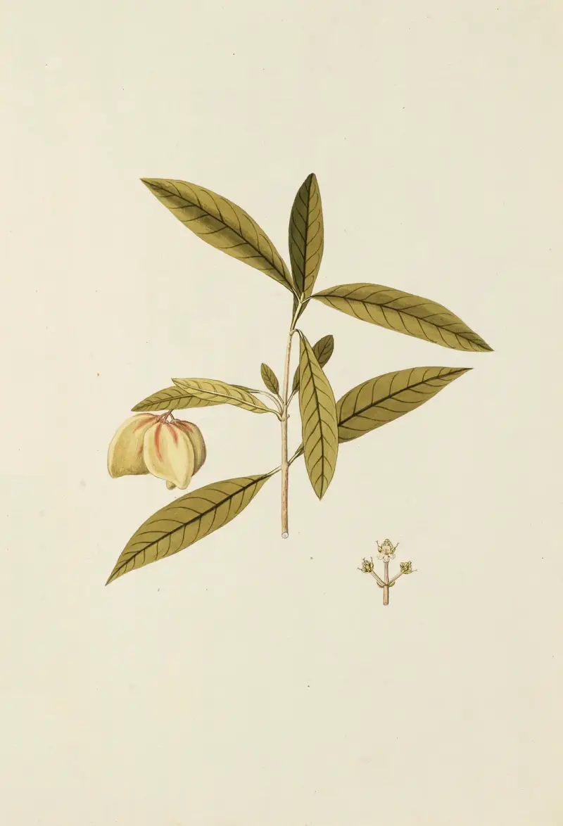 Selectarum stirpium Americanarum historia, plansch 169 av Nikolaus Joseph Freiherr von Jacquin