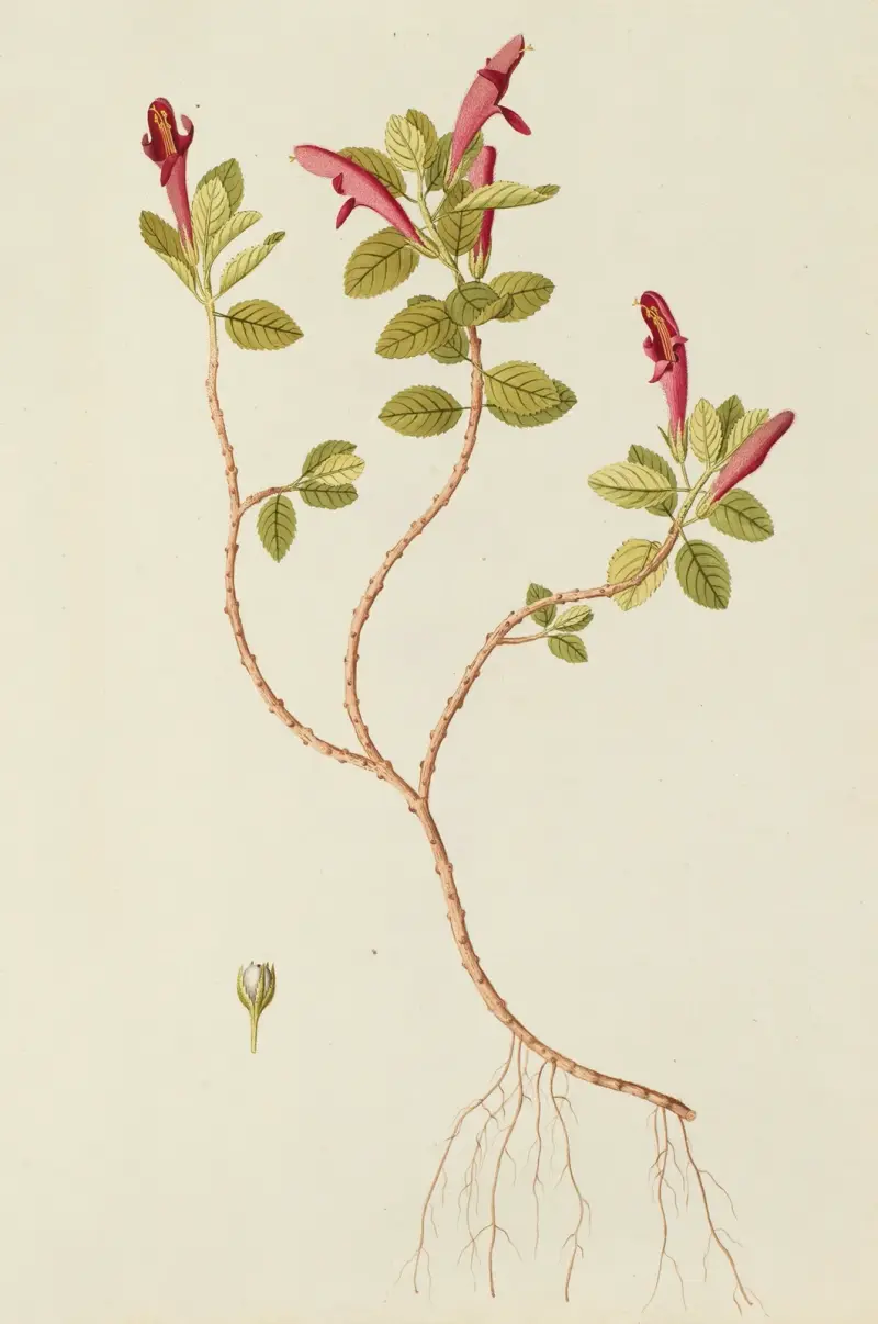 Selectarum stirpium Americanarum historia, plansch 170 av Nikolaus Joseph Freiherr von Jacquin