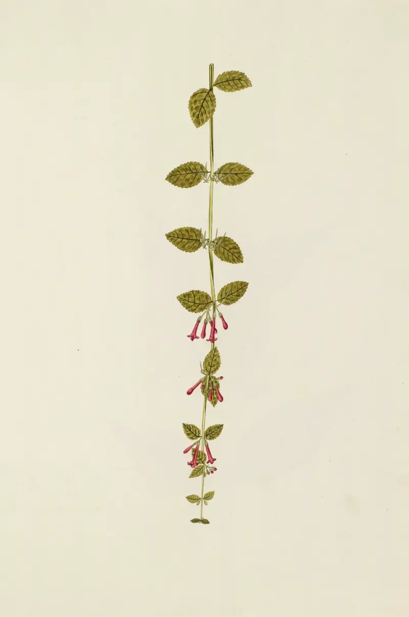 Selectarum stirpium Americanarum historia, plansch 171 av Nikolaus Joseph Freiherr von Jacquin