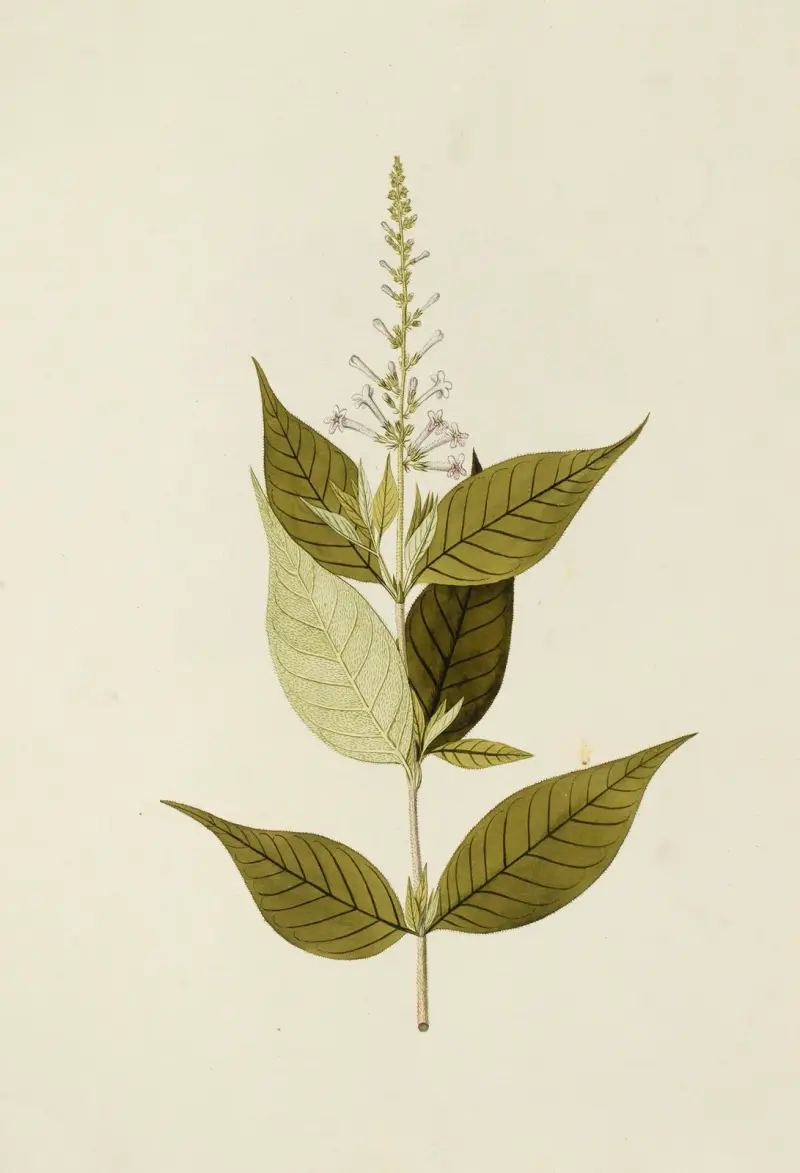 Selectarum stirpium Americanarum historia, plansch 172 av Nikolaus Joseph Freiherr von Jacquin