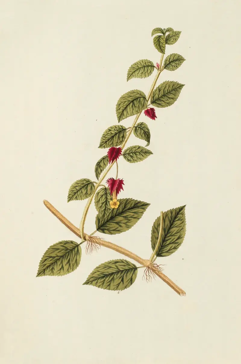 Selectarum stirpium Americanarum historia, plansch 180 av Nikolaus Joseph Freiherr von Jacquin