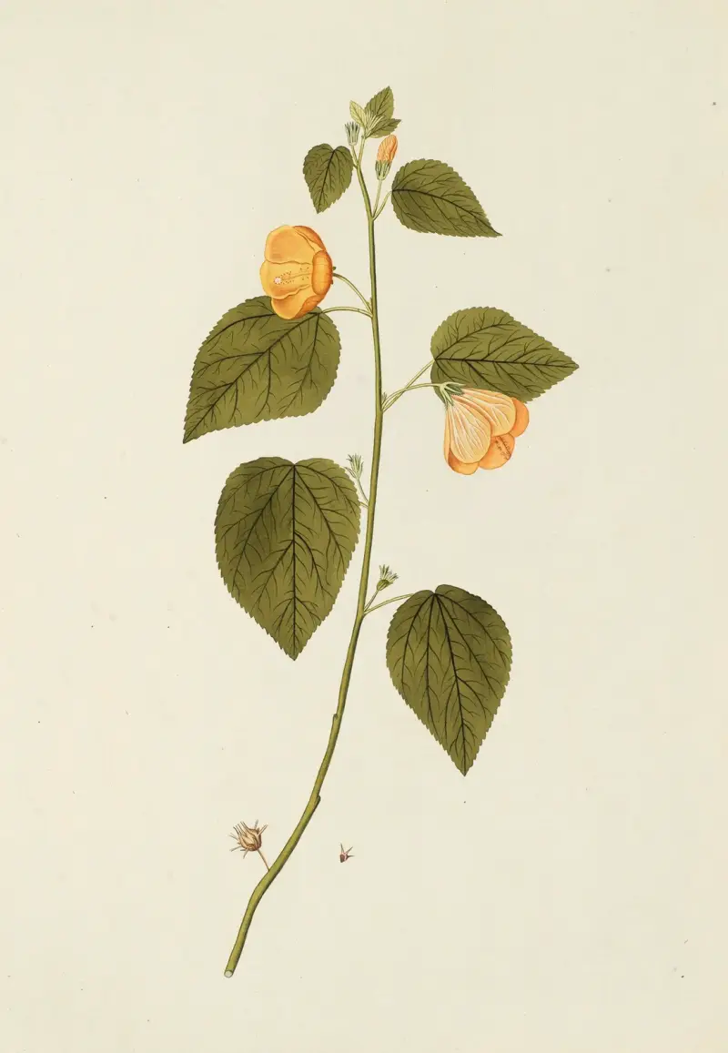 Selectarum stirpium Americanarum historia, plansch 185 av Nikolaus Joseph Freiherr von Jacquin