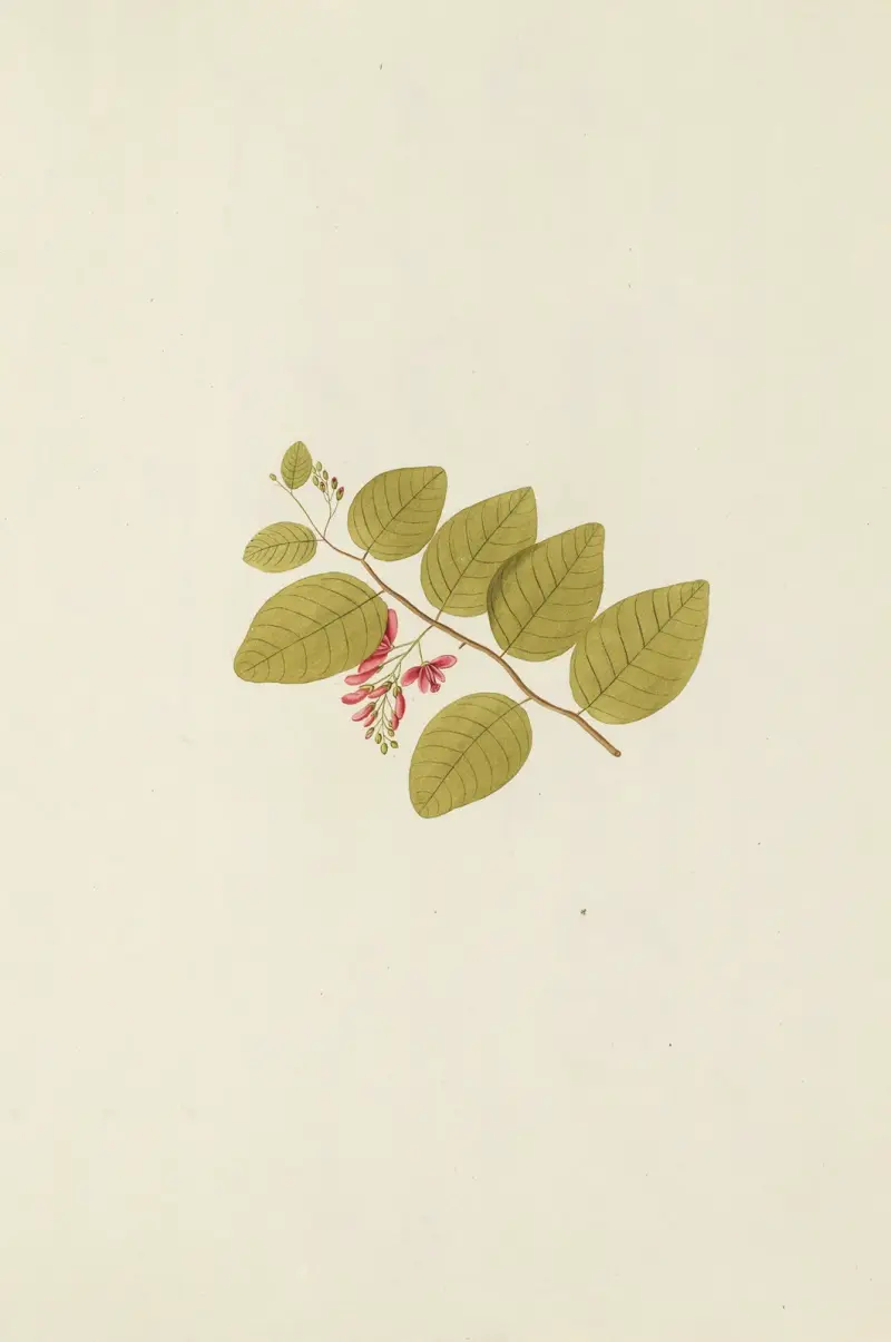 Selectarum stirpium Americanarum historia, plansch 186 av Nikolaus Joseph Freiherr von Jacquin