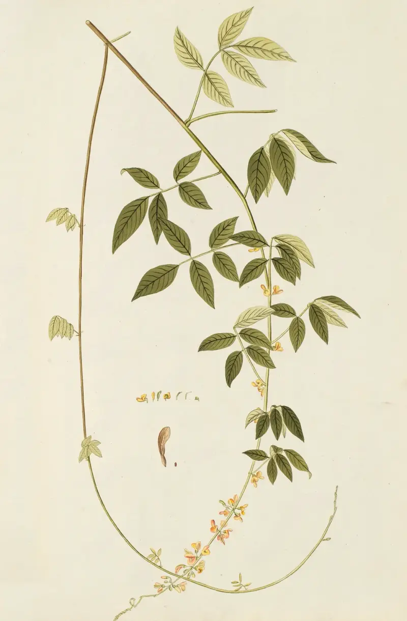 Selectarum stirpium Americanarum historia, plansch 187 av Nikolaus Joseph Freiherr von Jacquin