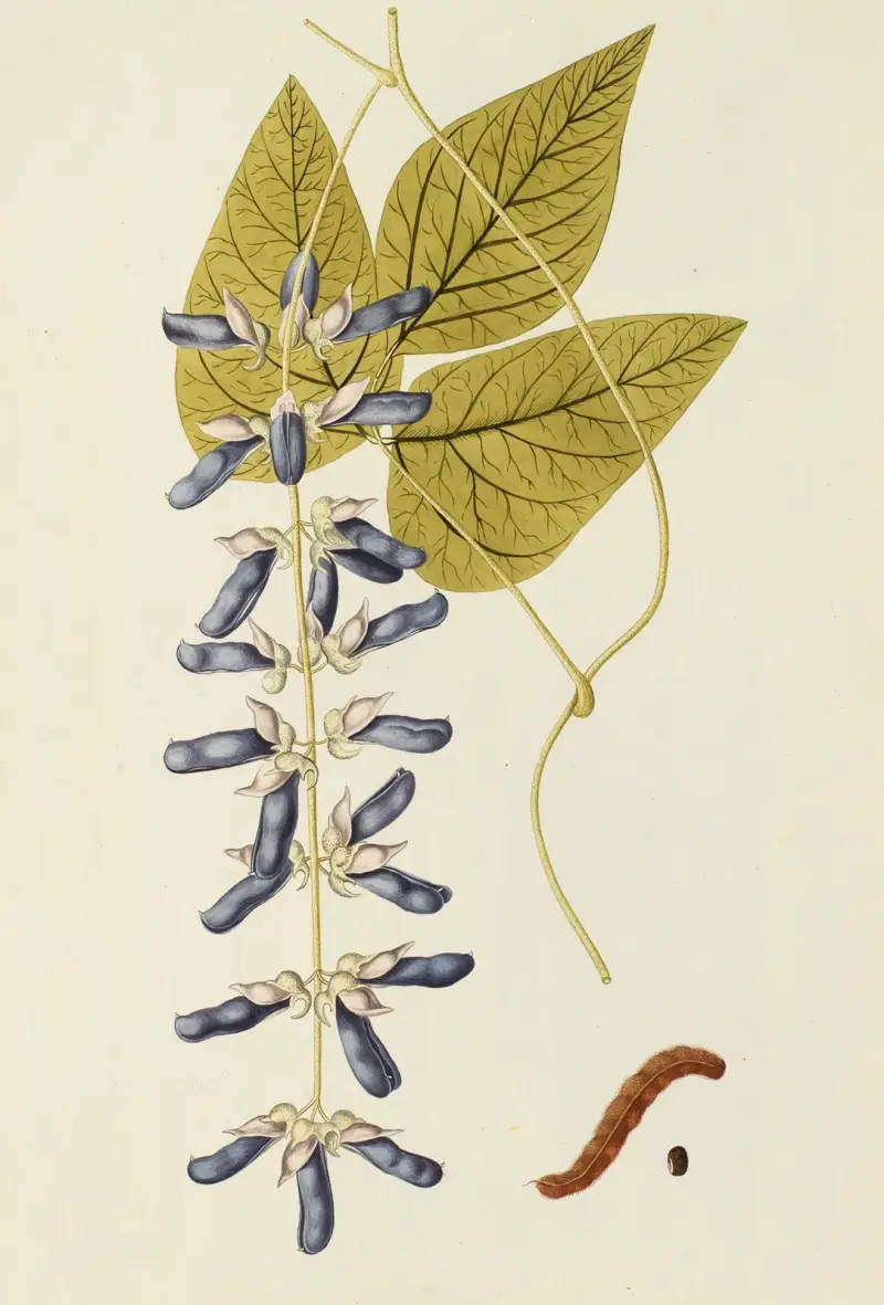 Selectarum stirpium Americanarum historia Pl.188 av Nikolaus Joseph Freiherr von Jacquin