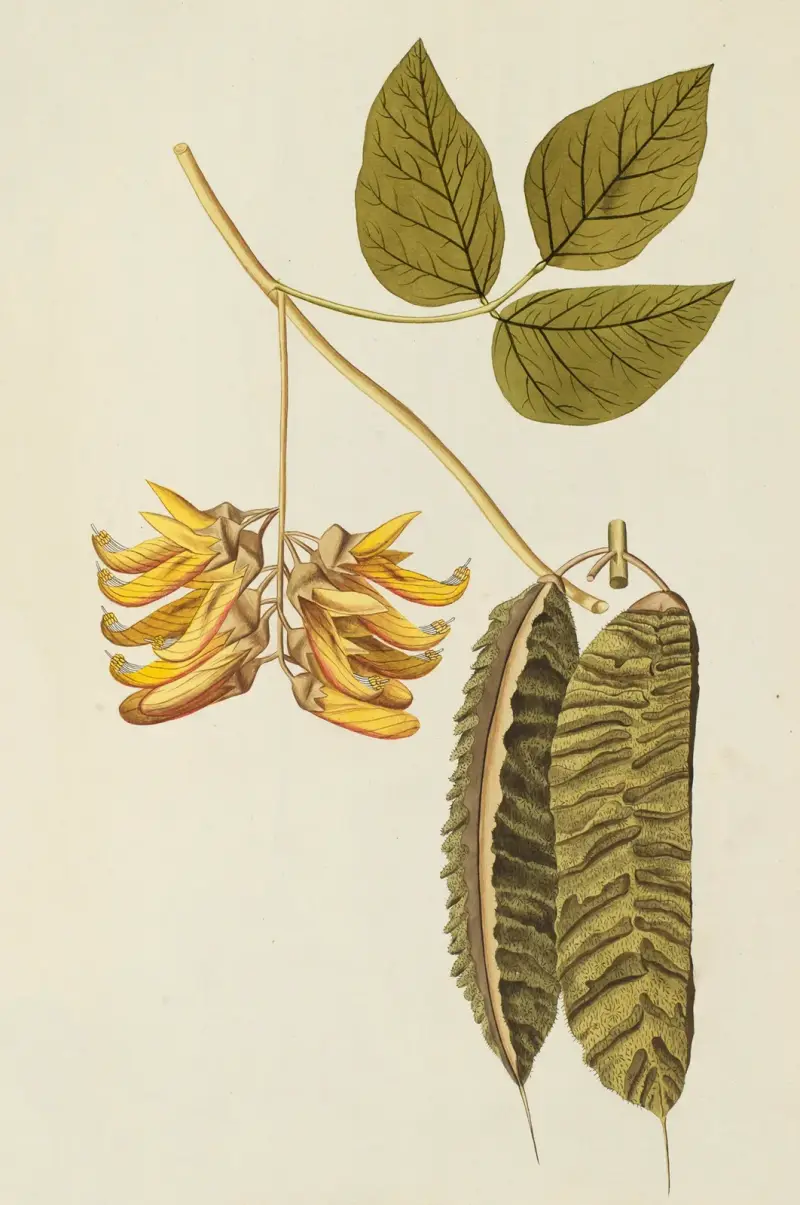 Selectarum stirpium Americanarum historia Pl.189 von Nikolaus Joseph Freiherr von Jacquin