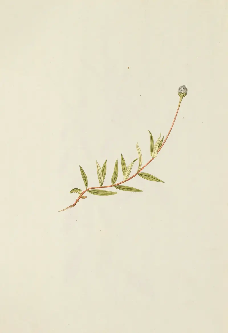 Selectarum stirpium Americanarum historia, plansch 194 av Nikolaus Joseph Freiherr von Jacquin