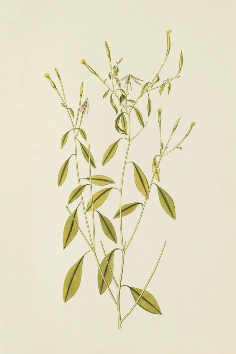 Selectarum stirpium Americanarum historia Pl.195 av Nikolaus Joseph Freiherr von Jacquin