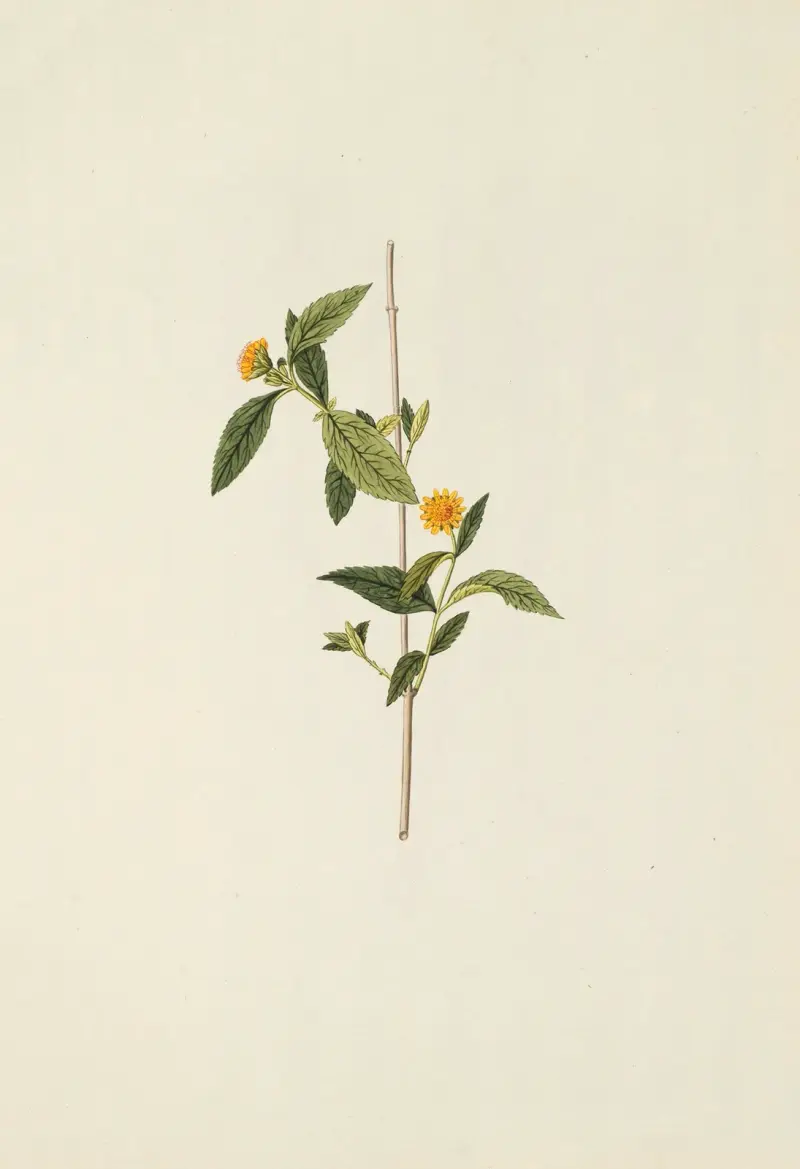 Selectarum stirpium Americanarum historia, plansch 198 av Nikolaus Joseph Freiherr von Jacquin