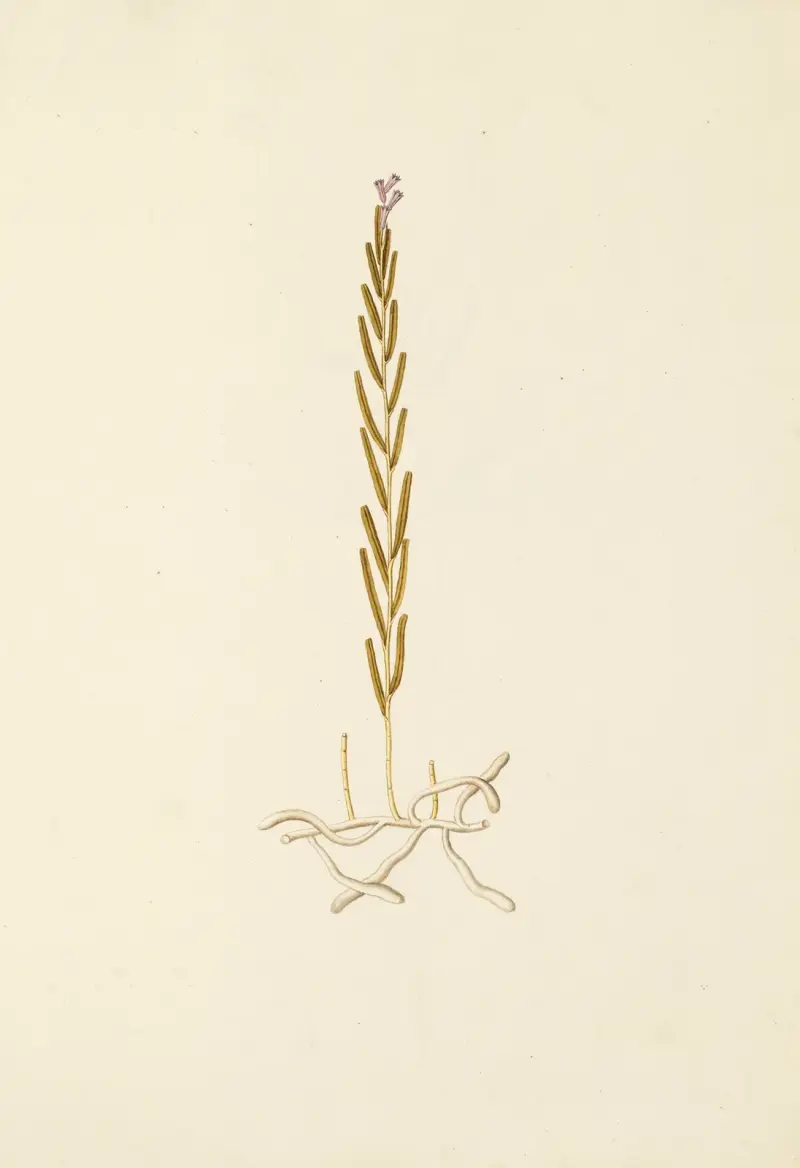 Selectarum stirpium Americanarum historia Pl.201 av Nikolaus Joseph Freiherr von Jacquin