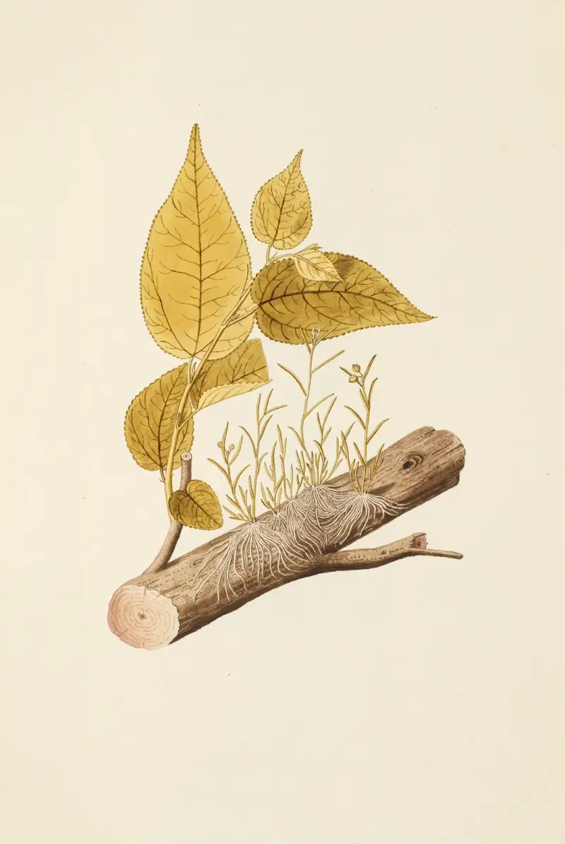 Selectarum stirpium Americanarum historia, plansch 203 av Nikolaus Joseph Freiherr von Jacquin