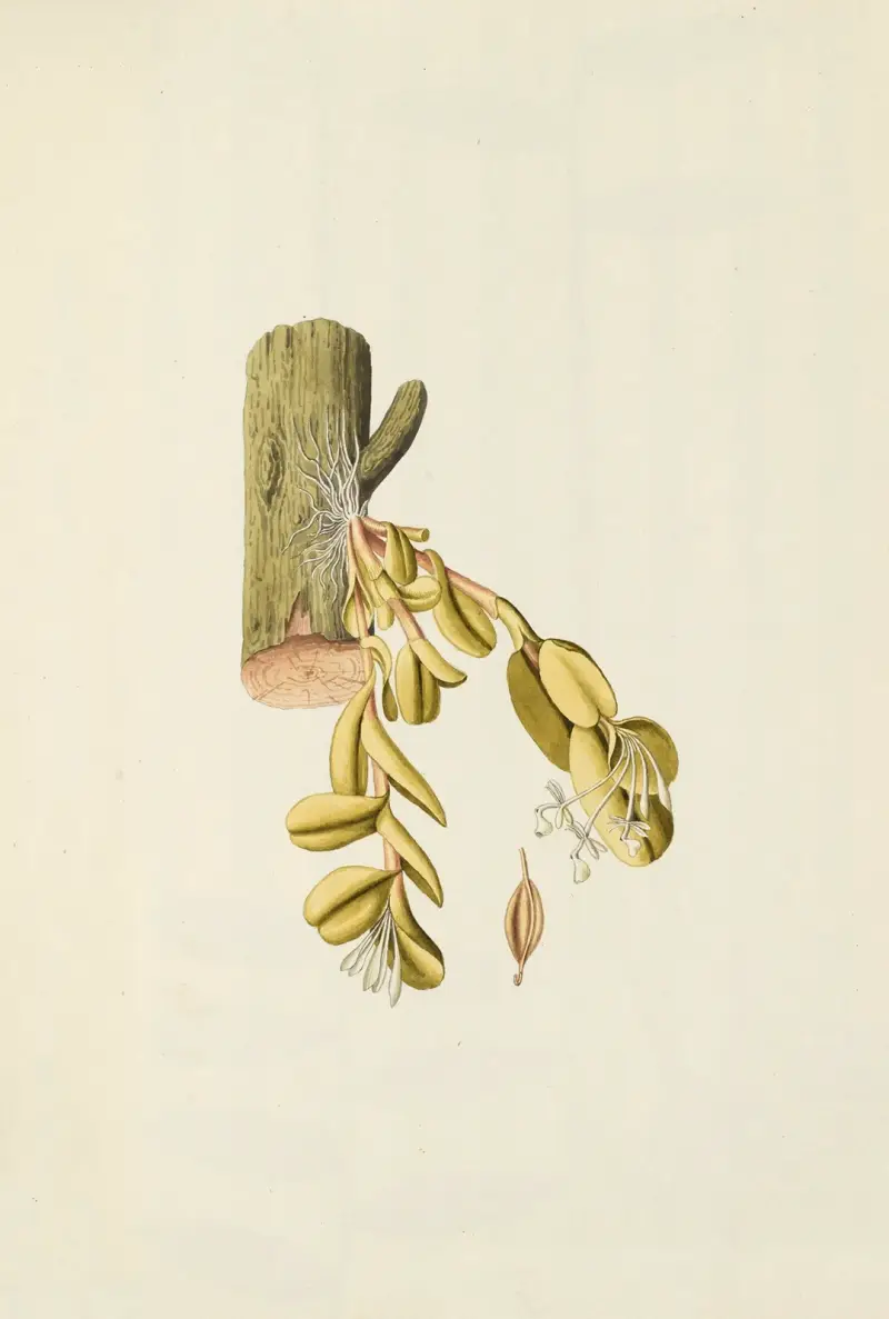 Selectarum stirpium Americanarum historia, plansch 206 av Nikolaus Joseph Freiherr von Jacquin