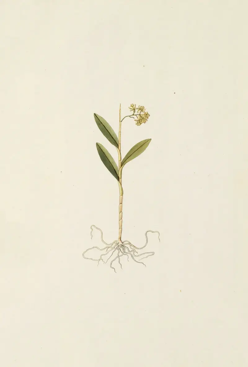Selectarum stirpium Americanarum historia Taf. 208 von Nikolaus Joseph Freiherr von Jacquin