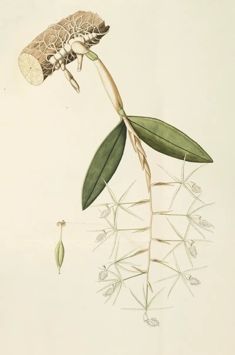 Selectarum stirpium Americanarum historia Pl.209 von Nikolaus Joseph Freiherr von Jacquin