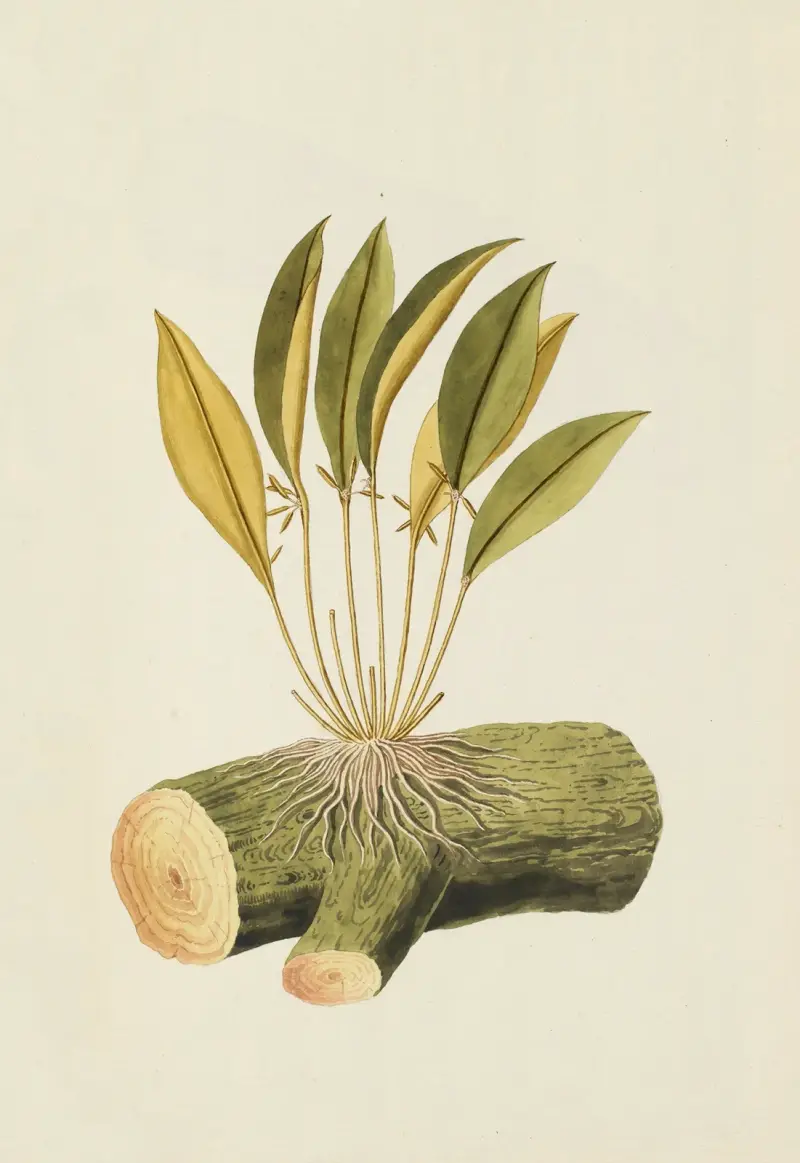 Selectarum stirpium Americanarum historia Pl.212 av Nikolaus Joseph Freiherr von Jacquin