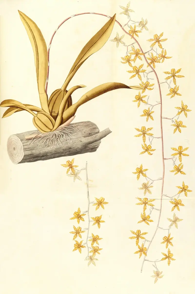 Selectarum stirpium Americanarum historia Pl. 215 von Nikolaus Joseph Freiherr von Jacquin