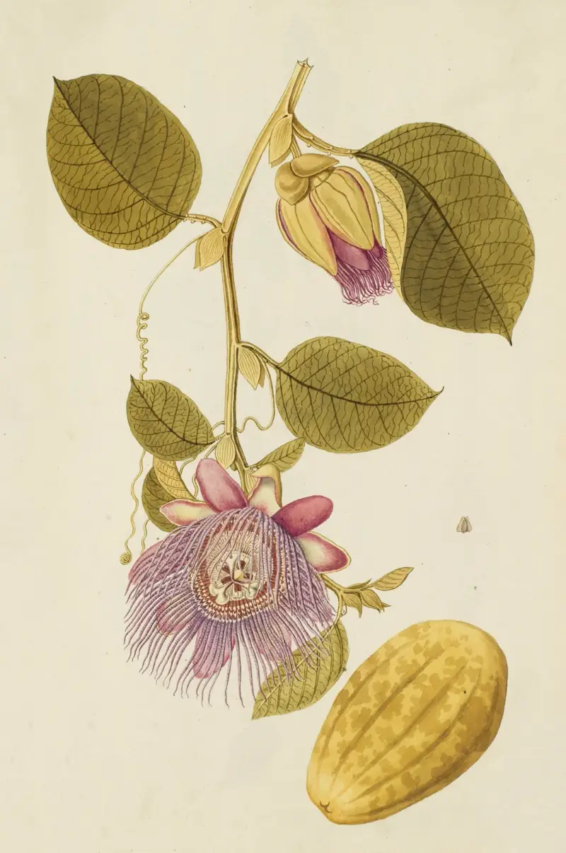 Selectarum stirpium Americanarum historia, plansch 218 av Nikolaus Joseph Freiherr von Jacquin