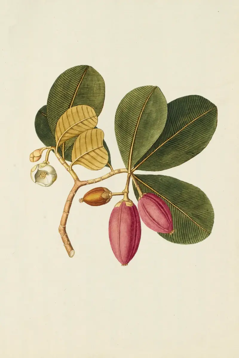 Selectarum stirpium Americanarum historia, plansch 250 av Nikolaus Joseph Freiherr von Jacquin