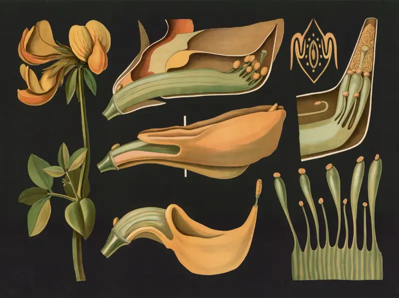 Bird’s-foot trefoil (Lotus corniculatus) av Gottlieb von Koch