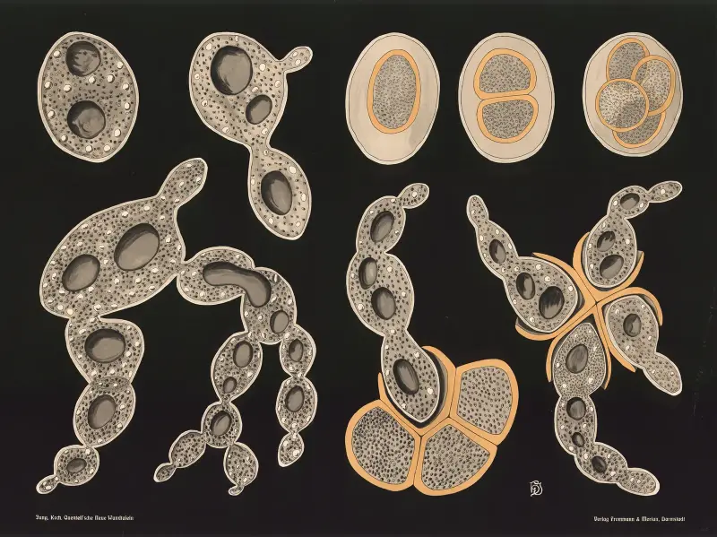 Brewer’s yeast (Saccharomyces cerevisiae) av Gottlieb von Koch