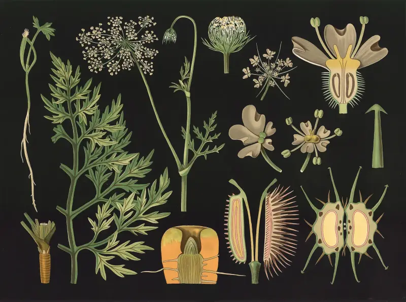 Mrkev (Daucus carota), Gottlieb von Koch