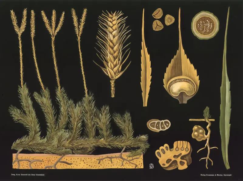 Vranec (Lycopodium clavatum), Gottlieb von Koch