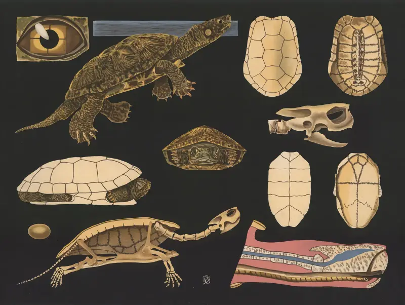 European pond turtle (Emys europaea) av Gottlieb von Koch