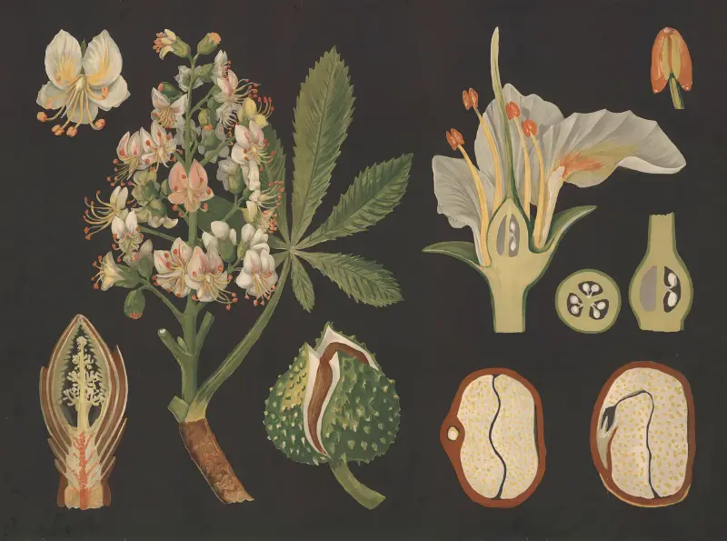 Jírovec maďal (Aesculus hippocastanum), Gottlieb von Koch