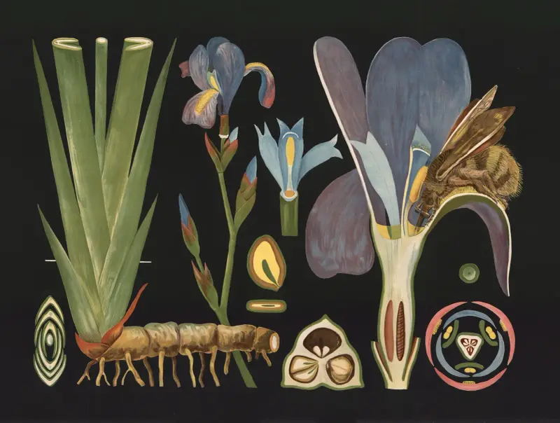Iris (Iris germanica) av Gottlieb von Koch