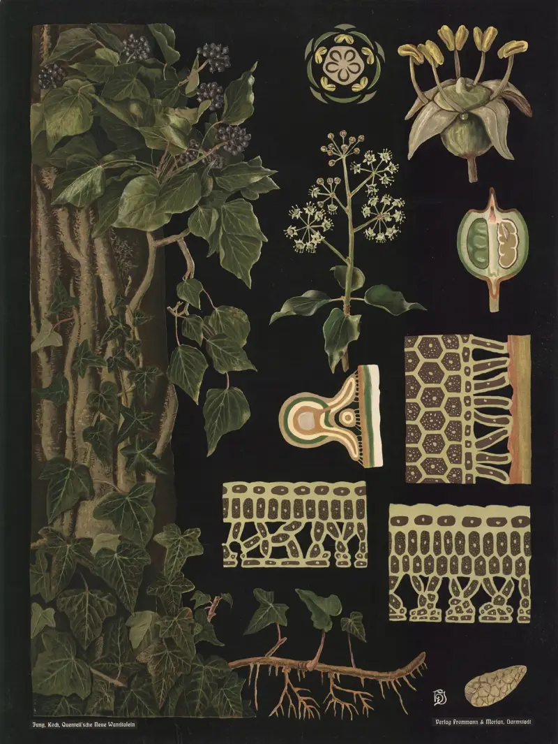 Bluszcz (Hedera helix), Gottlieb von Koch
