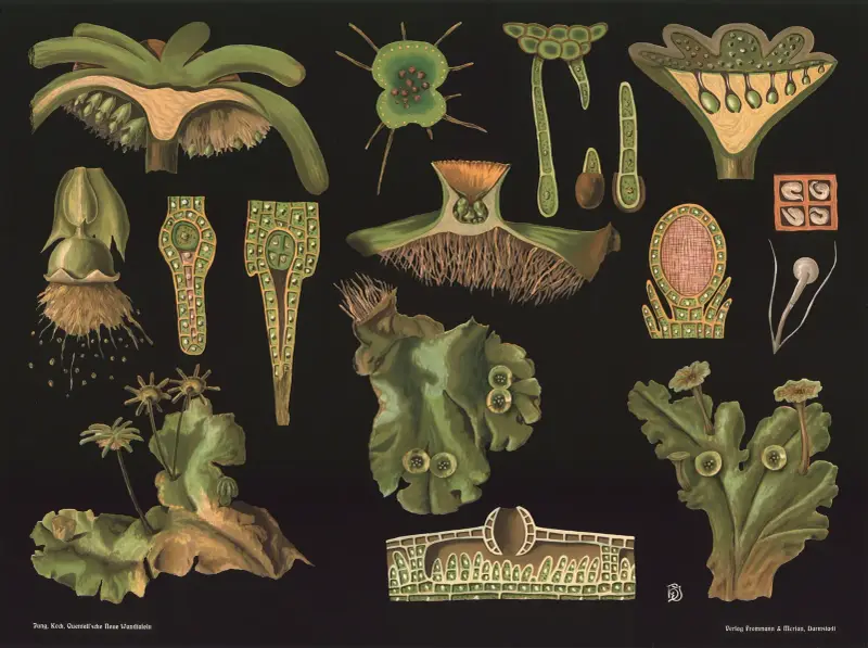 Játrovka (Marchantia polymorpha), Gottlieb von Koch