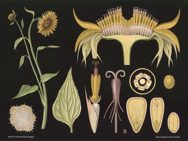 Slunečnice (Helianthus annuus), Gottlieb von Koch